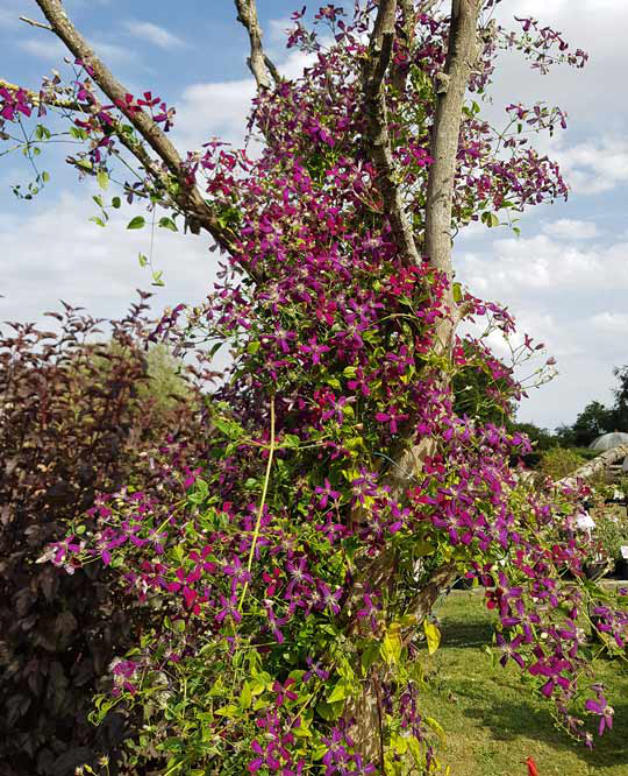 Clematis Sweet Summer Love