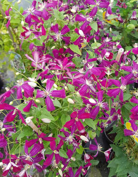 Clematis Sweet Summer Love