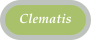 Clematis