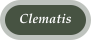 Clematis