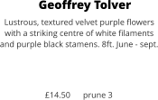Geoffrey Tolver Lustrous, textured velvet purple flowers with a striking centre of white filaments and purple black stamens. 8ft. June - sept.    £14.50      prune 3