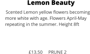 Lemon Beauty Scented Lemon yellow flowers becoming     more white with age. Flowers April-May     repeating in the summer. Height 8ft      £13.50     PRUNE 2