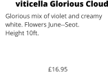 viticella Glorious Cloud    Glorious mix of violet and creamy    white. Flowers June--Seot.    Height 10ft.          £16.95